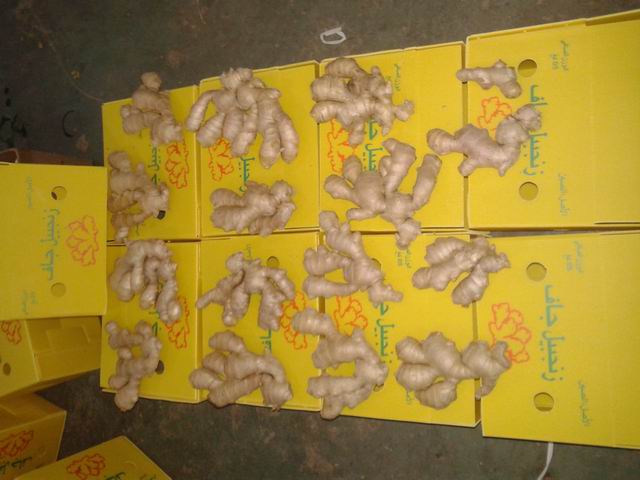 Air dried Ginger  250g and up 5kg/plastic box to Algiers market 