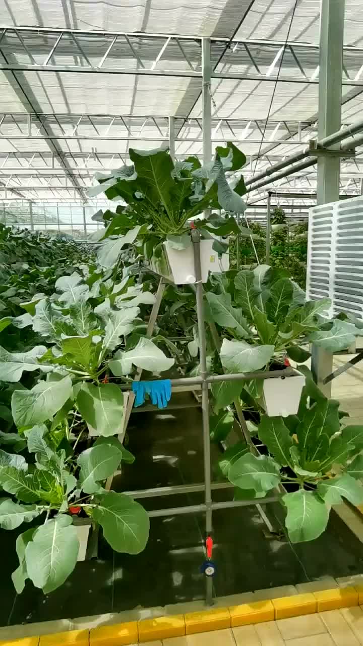 soiless cultivation 