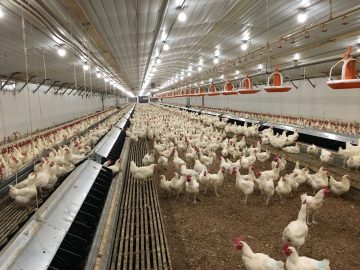 What chicken raising equipment is needed for intensive chicken raising?