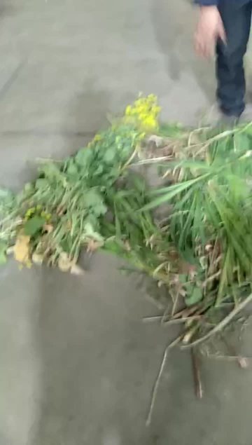 铡草粉碎揉丝机
