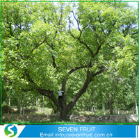 Hebei Seven Fruit Trade Co.,Ltd.
