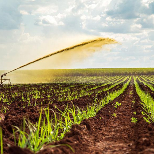 Corn Steep Liquor Used In Feed