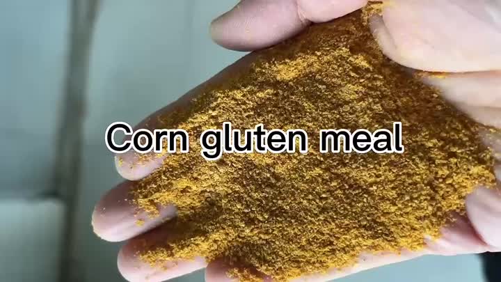 Comida de gluten de maíz 60%