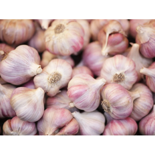 L’industrie mondiale de l’ail connaît une croissance constante, tirée par l’innovation technologique et l’évolution de la demande des consommateurs