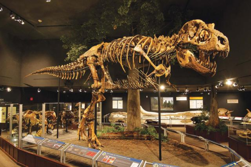 Zigong Dinosaurs: A Century-long Transformation from Fossil Wonder to Cultural Tourism Engine