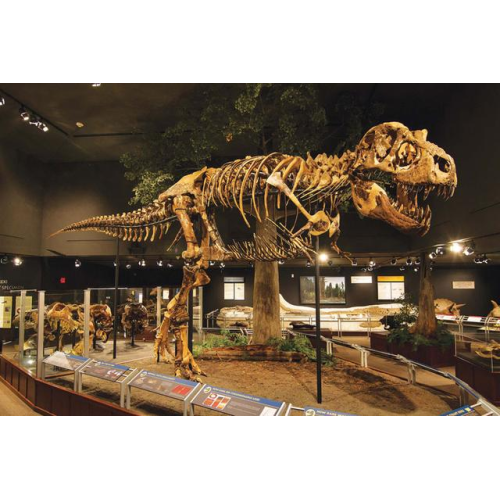 Zigong Dinosaurs: A Century-long Transformation from Fossil Wonder to Cultural Tourism Engine