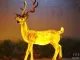 Femmina Sika Deer C Lights