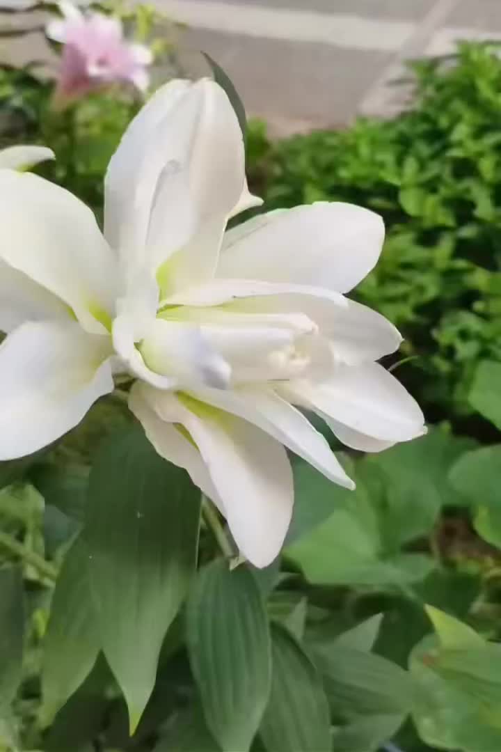অরোসা ডাবল ওরিয়েন্টাল লিলি