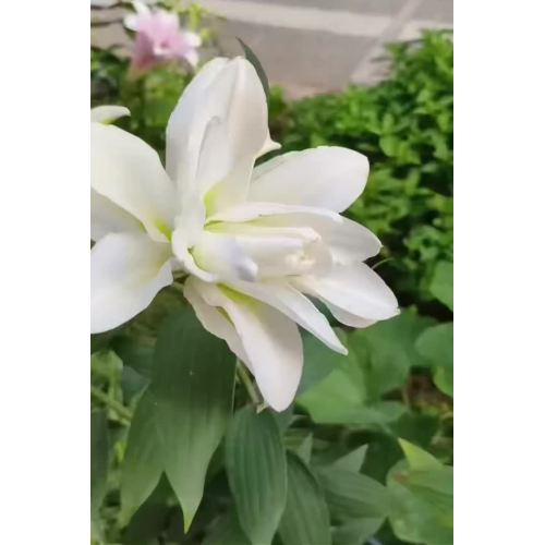 অরোসা ডাবল ওরিয়েন্টাল লিলি