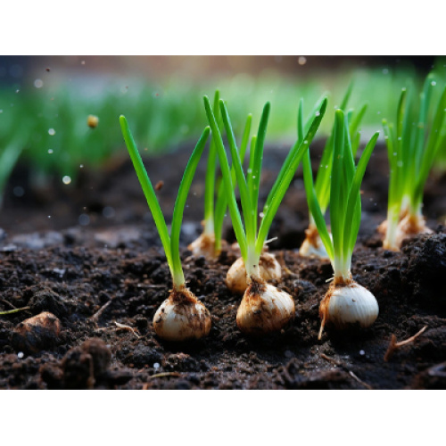 L'industrie mondiale de l'ail croît régulièrement, stimulée par la demande en matière de santé, l'innovation technologique et l'expansion du commerce