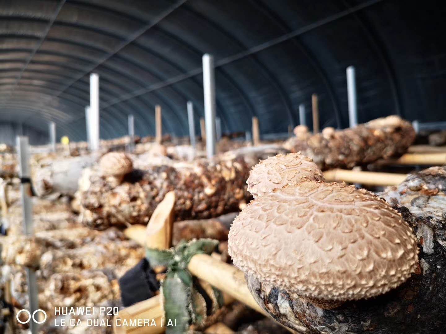 SHANDONG JOIN & SHARE AGRICULTURAL DEVELOPMENT CO., LTD