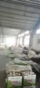 30kg 40kg 50kg fábrica de legumes frescos em jinxiang