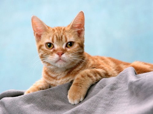 Рейтинг CAT IQ: 6 самых умных кошек могут понять человеческий язык