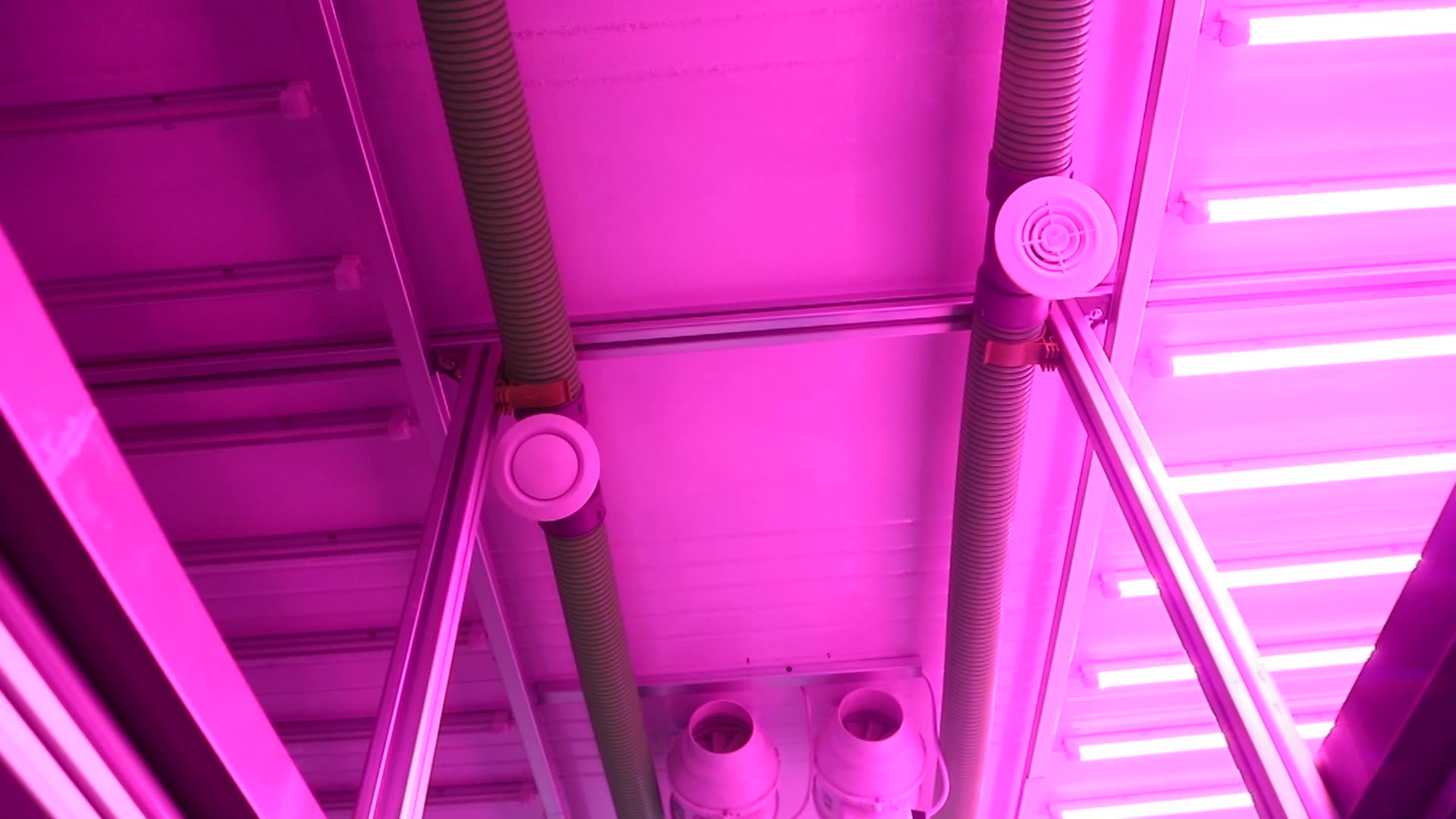 Hydroponic Smart Farms Conteneur d&#39;agriculture verticale Greenhouse Champigne