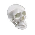 2024 New KRC Human Anatomical Model: Life-Size White Skull Model1