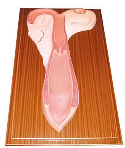 Anatomical model of sheep uterus