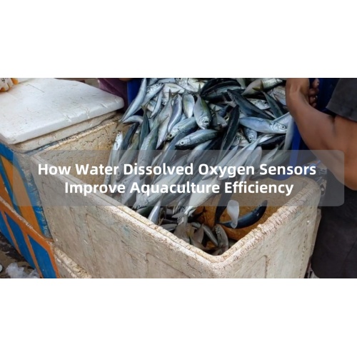 How Water Dissolved Oxygen Sensors Improve Aquaculture Efficiency