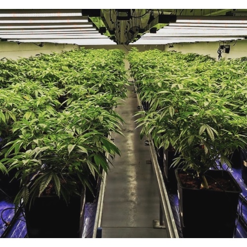 What Lights Do Commercial Growers Use?