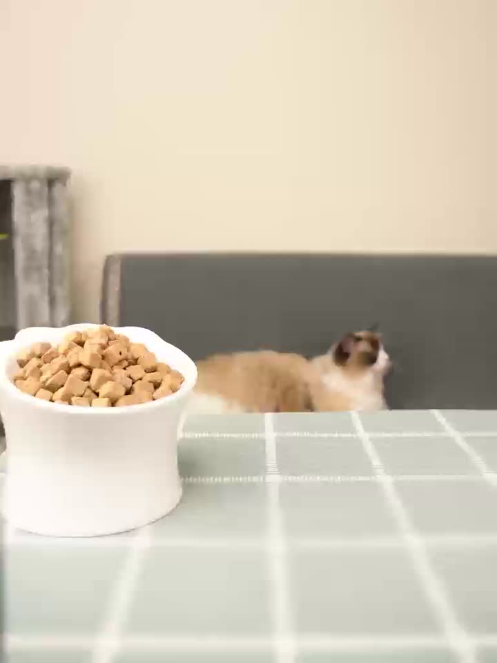 Alimentos de mascotas de carne cruda de liofilización congelada