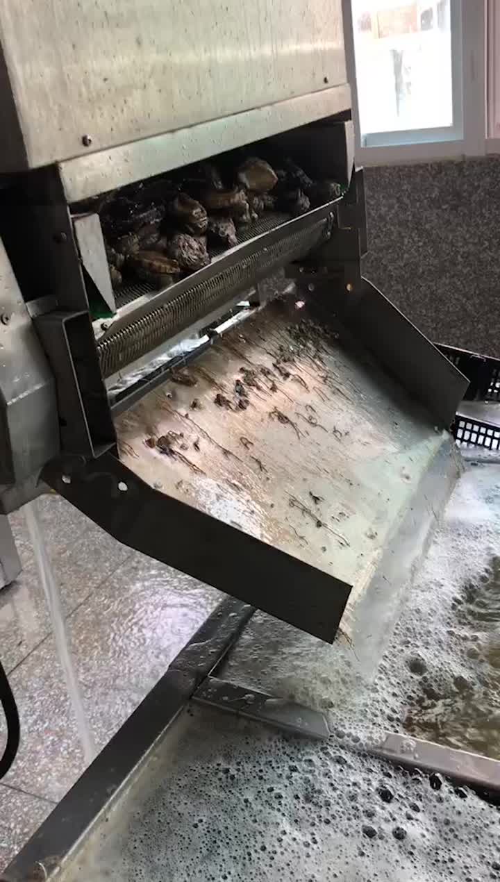 Abalone washing