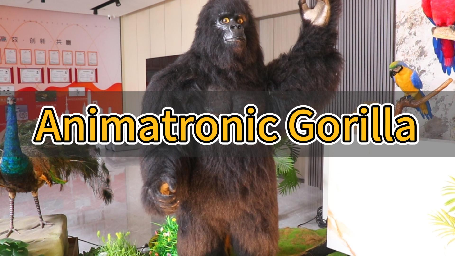 Video Gorilla hoạt hình
