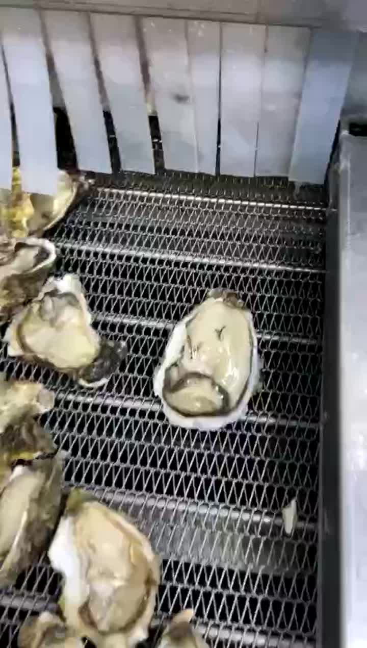 Oyster IQF