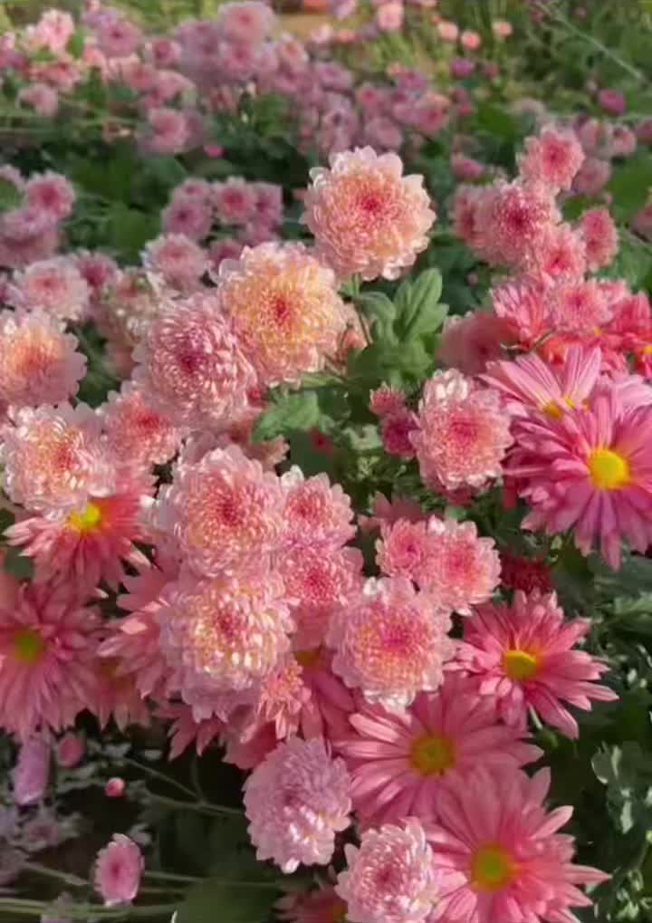 রডোড্রন পাউডার দিয়ে ক্রাইস্যান্থেমাম স্প্রে করুন