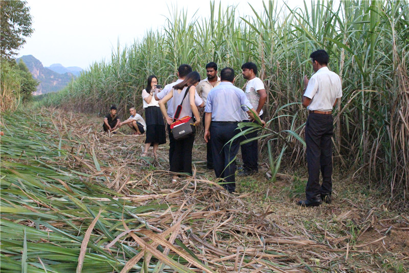 Customers visit sugarcane harvester