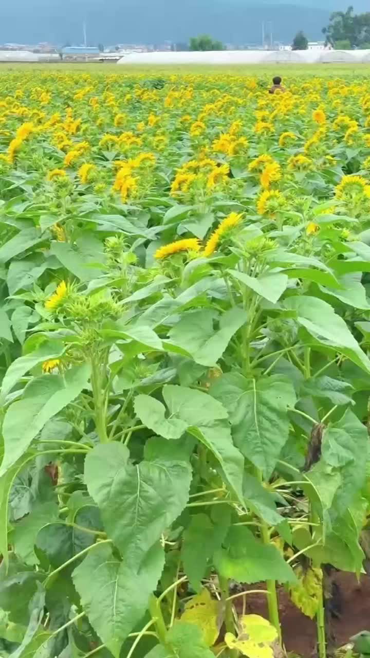 ইভেন্ট সাজানোর জন্য ডাবল পাপড়ি সহ পাইকারি টাটকা কাট টেডি বিয়ার সূর্যমুখী
