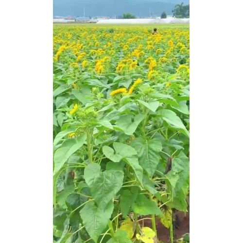 ইভেন্ট সাজানোর জন্য ডাবল পাপড়ি সহ পাইকারি টাটকা কাট টেডি বিয়ার সূর্যমুখী