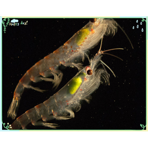 Die aktive Funktion der antarktischen Krill -Peptide