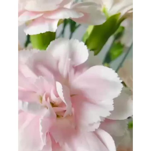 কার্নেশন পাউডার প্রিন্স স্প্রে করুন