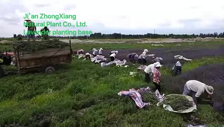 Materia prima del aceite esencial de lavanda de las plantas naturales de Zhongxiang