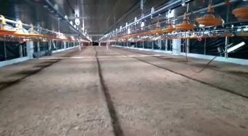 Broiler Lighting Used in Broiler Farm