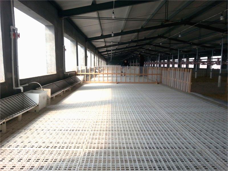 Slat floor poultry