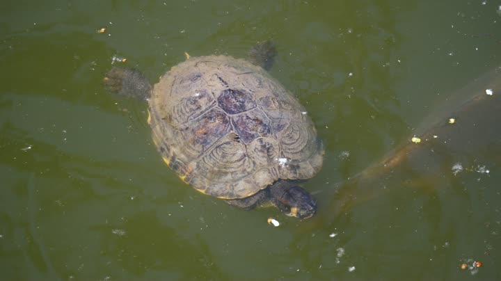 Surface water organisms