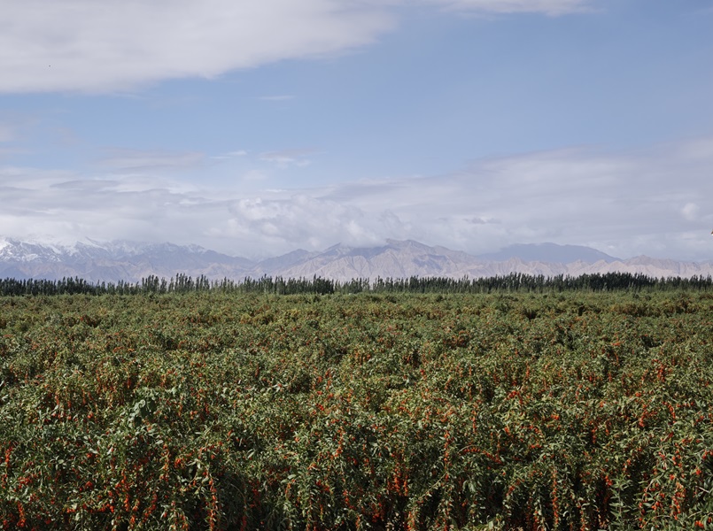 Qinghai Kekexili Health Food Co.,Ltd.