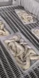 فريزر حلزوني من الفولاذ المقاوم للصدأ للمأكولات البحرية الأكمام