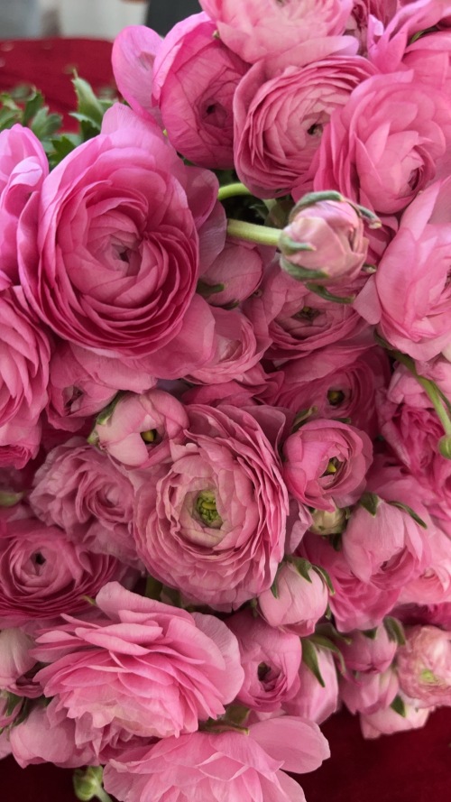 Yunnan Flowers Go Global: আন্তর্জাতিক ক্রেতাদের জন্য নতুন সুযোগ