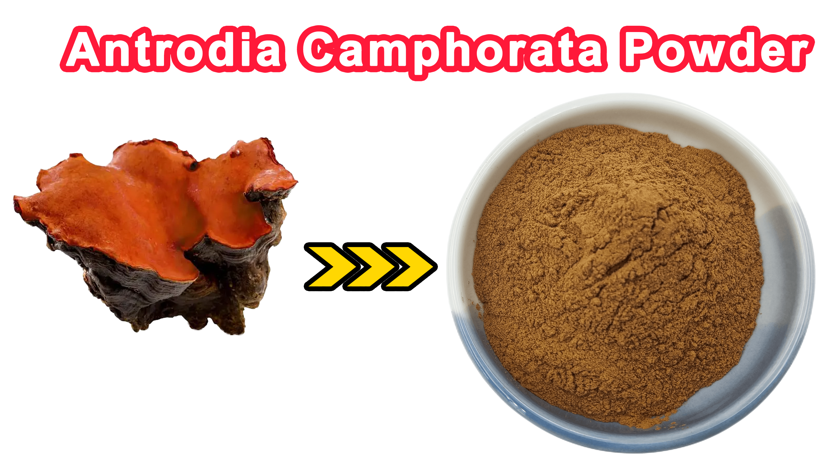 Antrodia Camphorata Extract