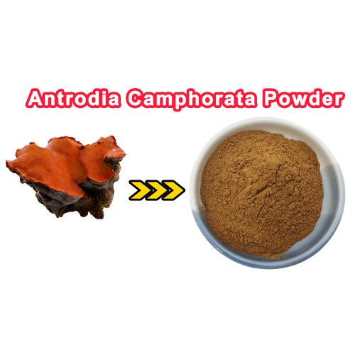 Antrodia Camphorata Extract