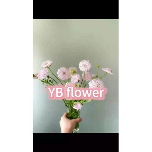 الوردي الأزرق الدانتيل زهرة الزهور المقطوفة Trachymene Coerulea لديكور الزفاف والحدث
