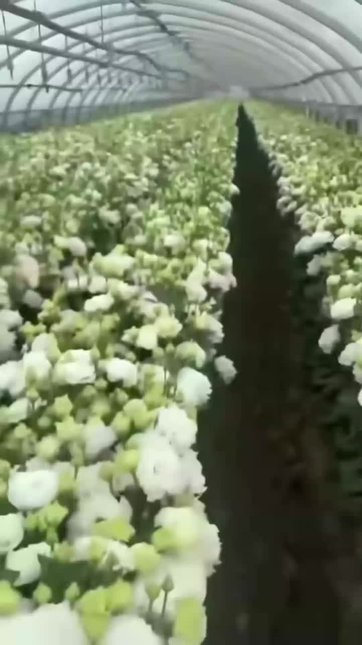 পাইকারি Eustoma হোয়াইট ওয়েভ পাপড়ি তাজা কাটা ফুল Lisianthus