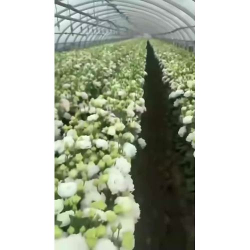 পাইকারি Eustoma হোয়াইট ওয়েভ পাপড়ি তাজা কাটা ফুল Lisianthus