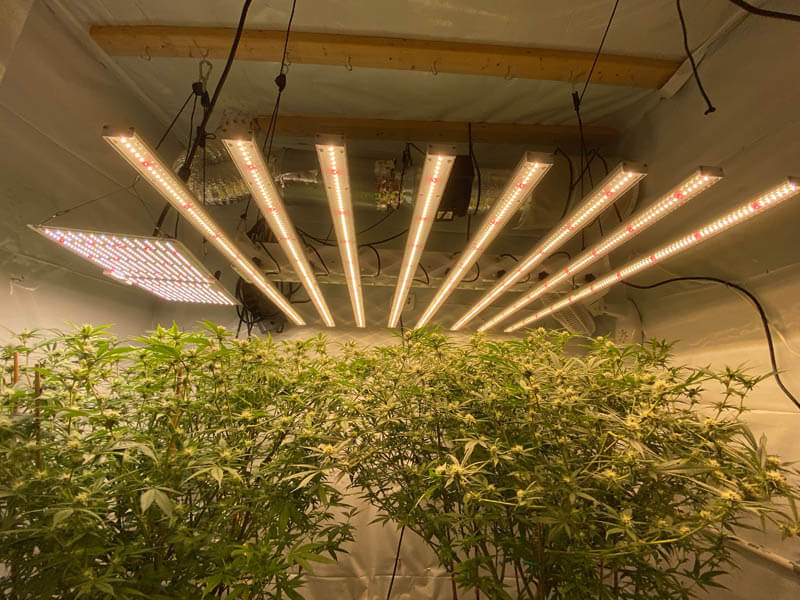 led grow light for marijuana cannabis