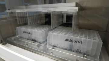 beads in sample and binding with nucleic acid