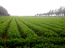 Ningxia Lihe Food Co., Ltd.