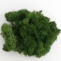 Wholesale Greenery, Dried and Preserved Flowers & Moss for Wedding Decor1