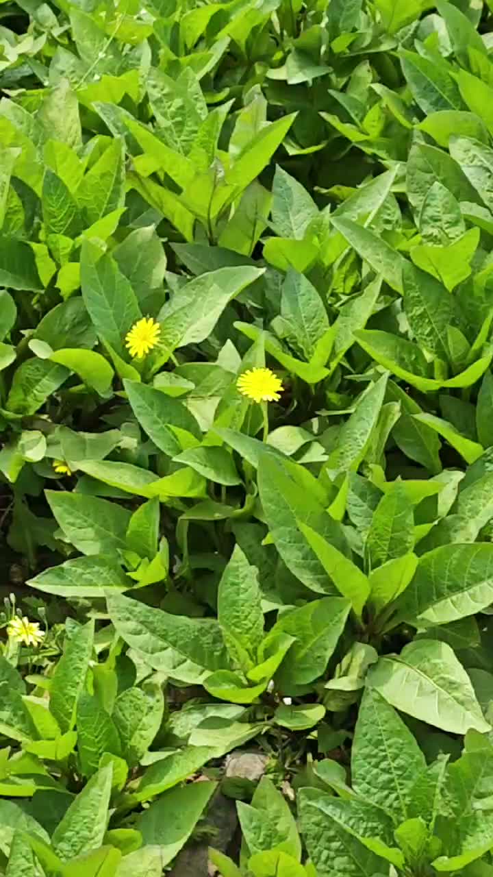 Young Belladonna Plant in Natural Habitat