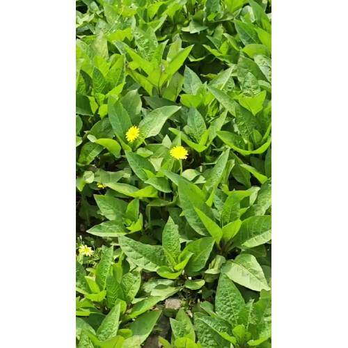 Young Belladonna Plant in Natural Habitat